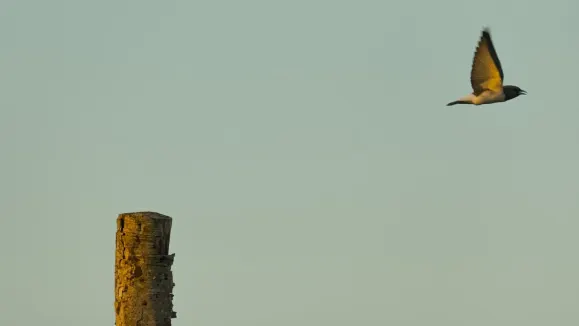 Loot Cazino Cazinou Suport